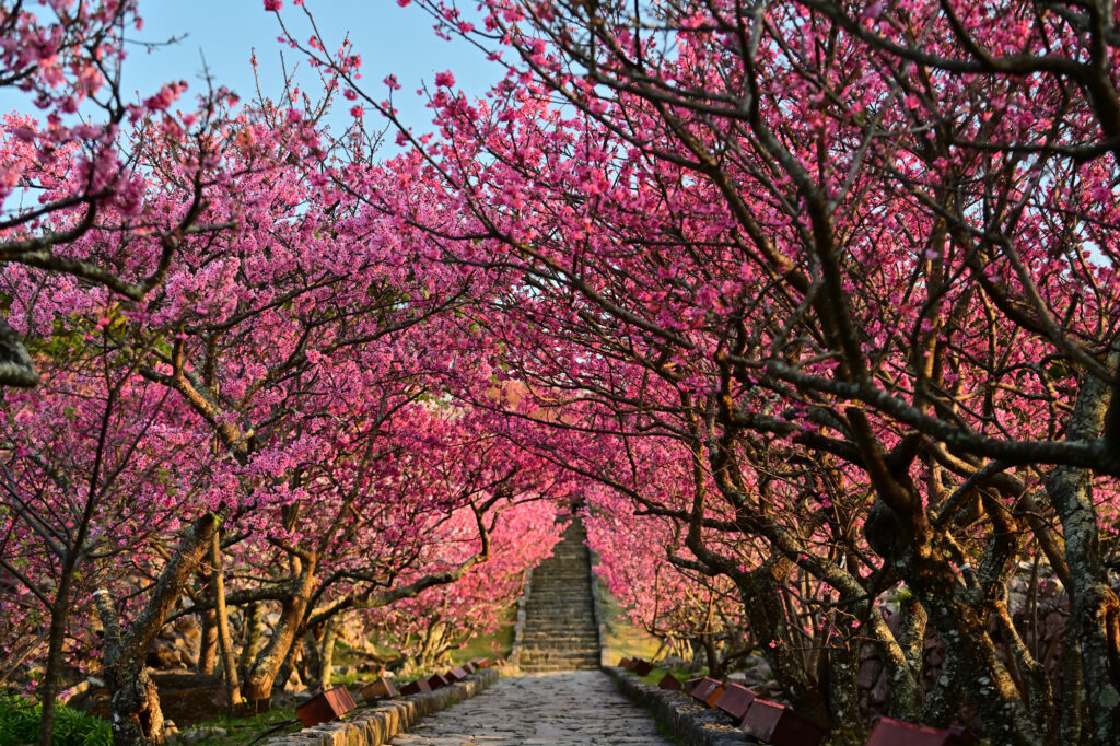 沖縄の桜と海の絶景